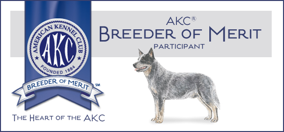 AustralianCattleDog_BoM_Banner.jpg